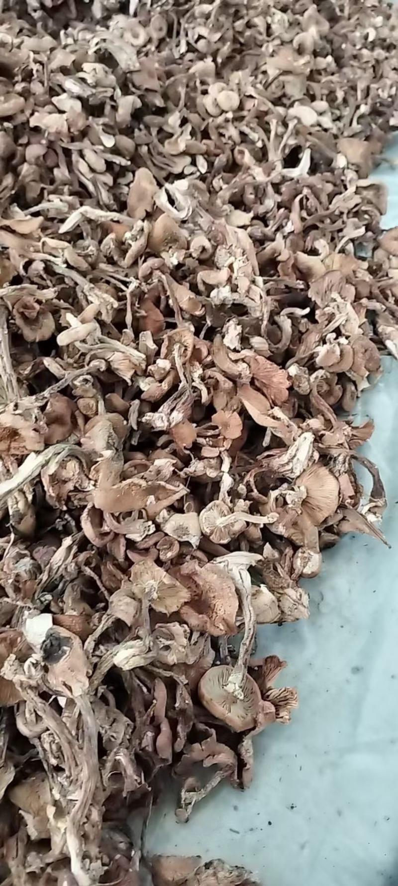 产地直发纯黑龙江本地榛蘑过筛子货发货不咬皮保证质量。