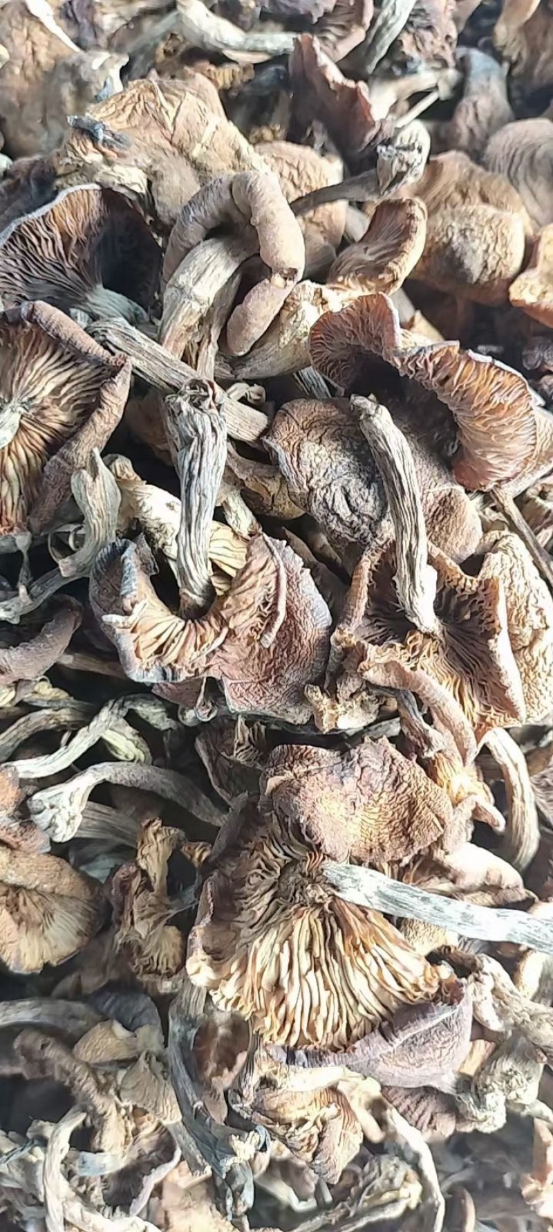 产地直发纯黑龙江本地榛蘑过筛子货发货不咬皮保证质量。