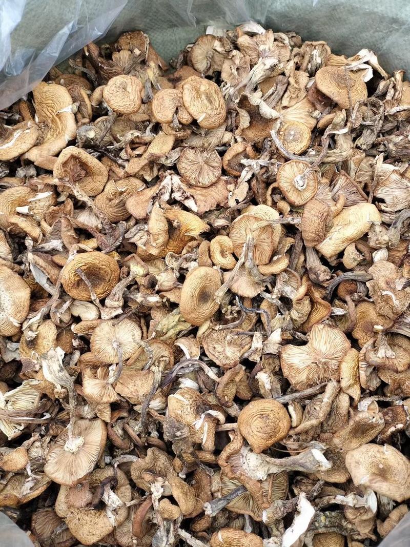 产地直发纯黑龙江本地榛蘑过筛子货发货不咬皮保证质量。