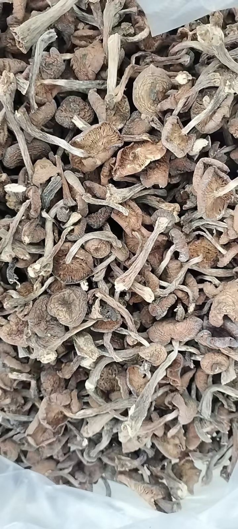 产地直发纯黑龙江本地榛蘑过筛子货发货不咬皮保证质量。