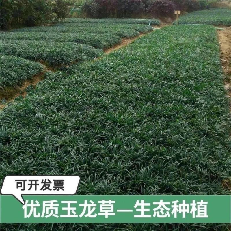 【玉龙草】现挖现发包成活，可视频看货对接全国，欢迎合作