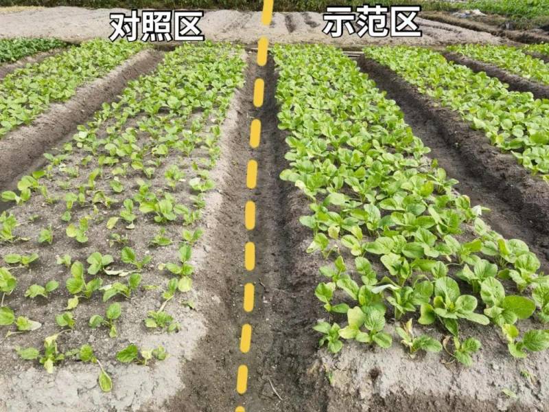 田田榜硝钠胺鲜酯复硝酚钠胺鲜脂番茄植物生长调节剂农