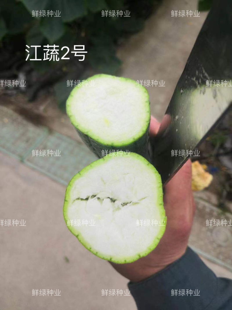 江蔬2号丝瓜早熟长棒形果皮亮绿色果肉细嫩较耐变