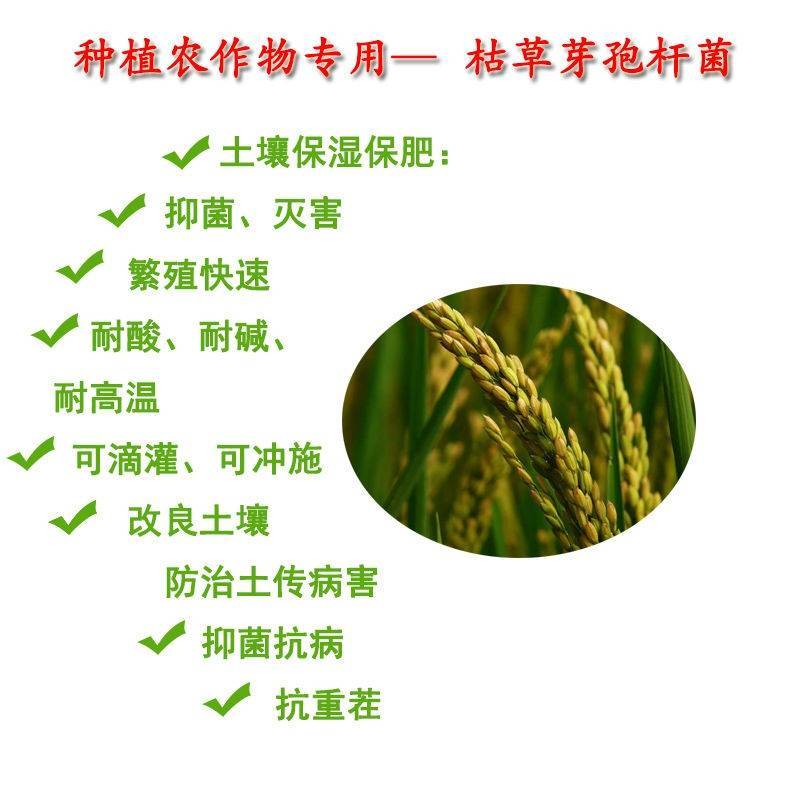 细中细枯草芽孢杆菌微生物菌剂大白菜软腐病
