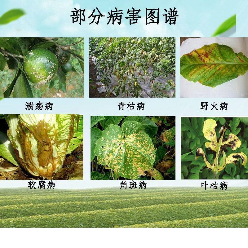 细中细枯草芽孢杆菌微生物菌剂大白菜软腐病