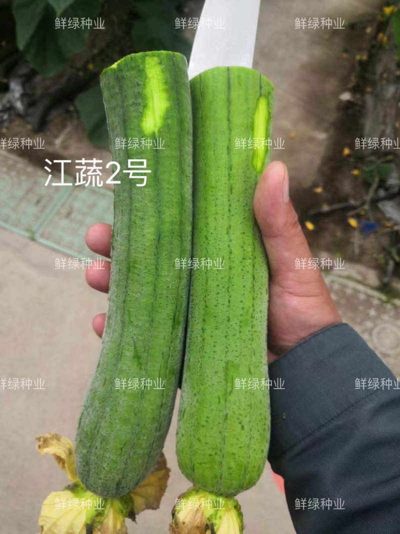 江蔬2号丝瓜早熟长棒形果皮亮绿色果肉细嫩较耐变