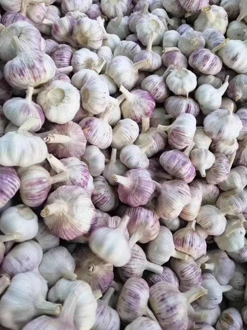 中牟精品紫皮大蒜，大量供应，价格优惠，欢迎大家合作