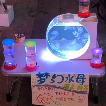 水母网红海月赤月水母批发活体观赏宠物江湖批发摆摊