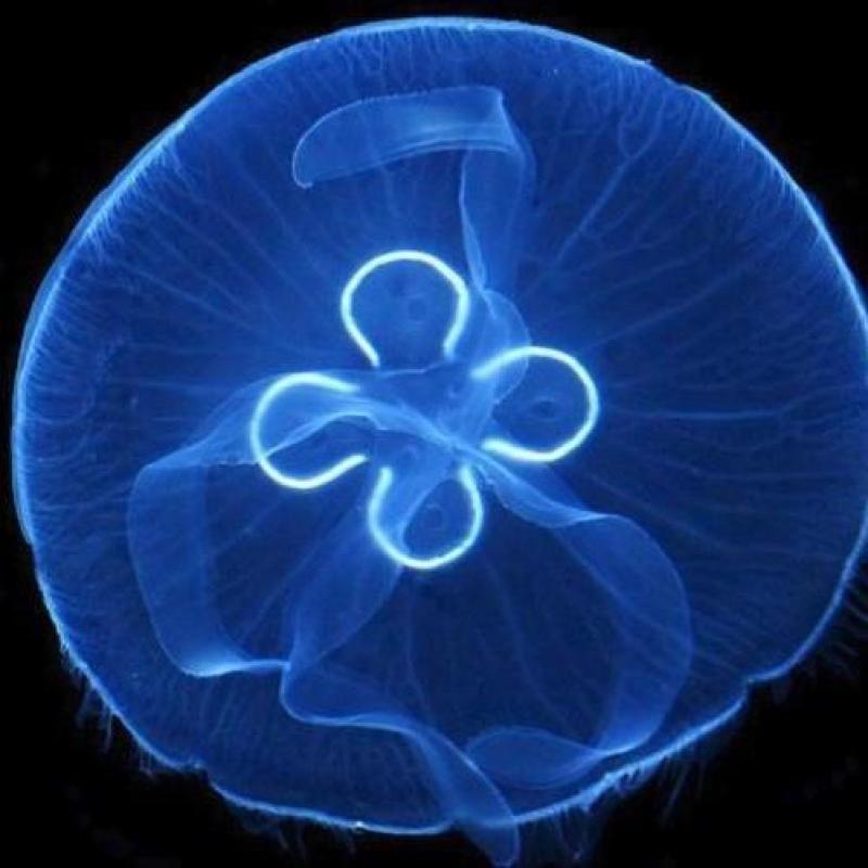 水母网红海月赤月水母批发活体观赏宠物江湖批发摆摊