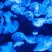 水母网红海月赤月水母批发活体观赏宠物江湖批发摆摊