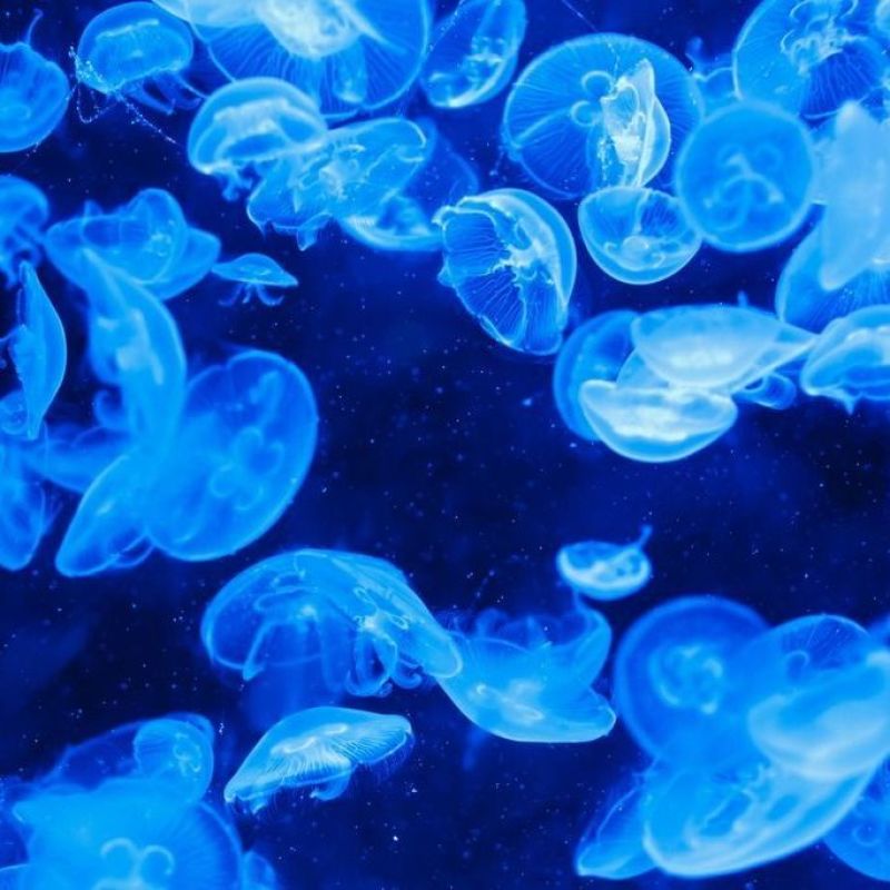 水母网红海月赤月水母批发活体观赏宠物江湖批发摆摊