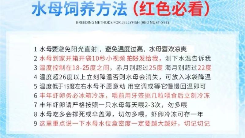 水母网红海月赤月水母批发活体观赏宠物江湖批发摆摊