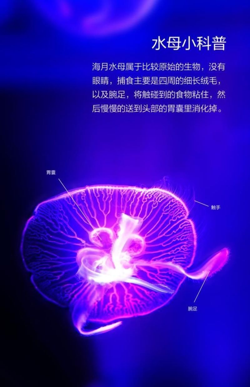 水母网红海月赤月水母批发活体观赏宠物江湖批发摆摊