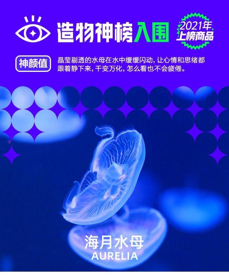 水母网红海月赤月水母批发活体观赏宠物江湖批发摆摊