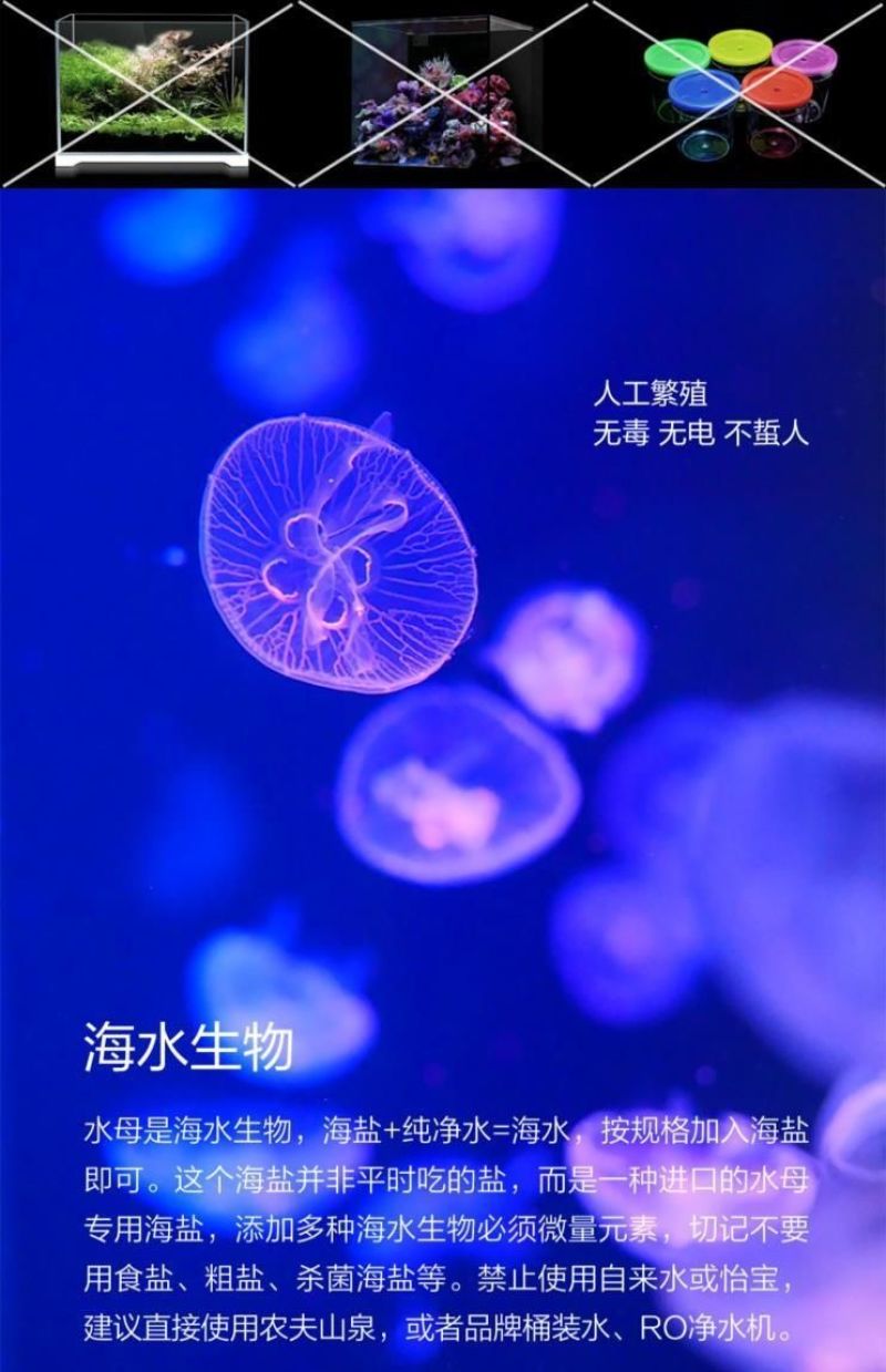 水母网红海月赤月水母批发活体观赏宠物江湖批发摆摊