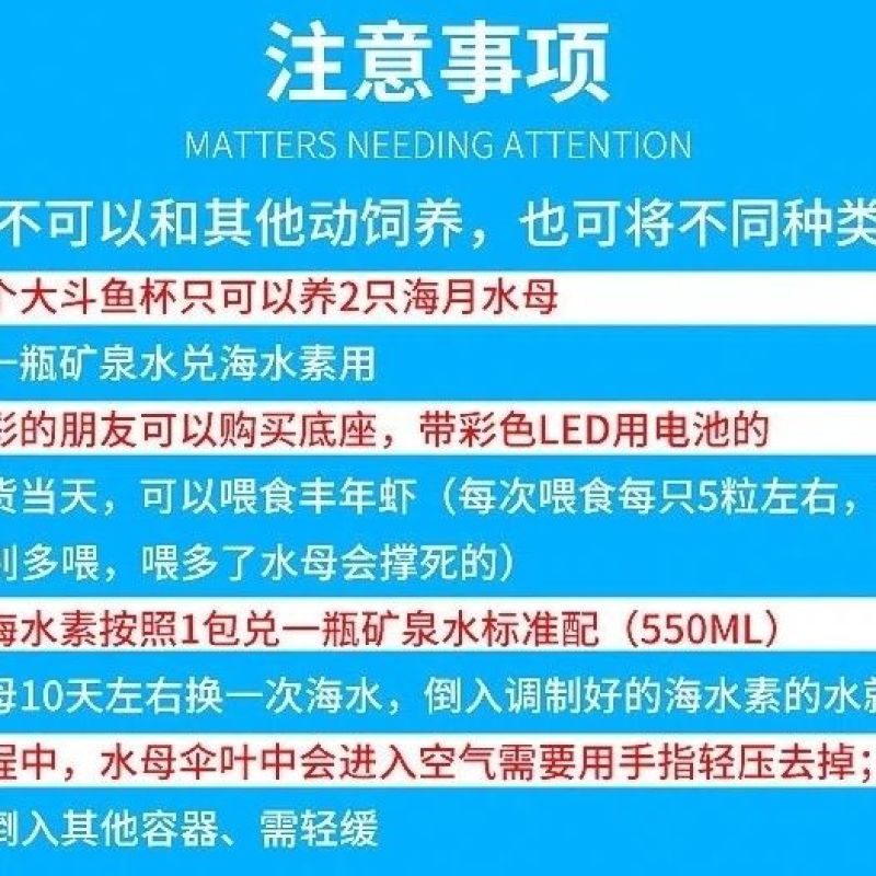 水母网红海月赤月水母批发活体观赏宠物江湖批发摆摊