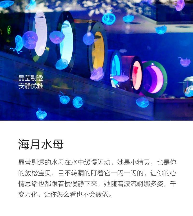 水母网红海月赤月水母批发活体观赏宠物江湖批发摆摊