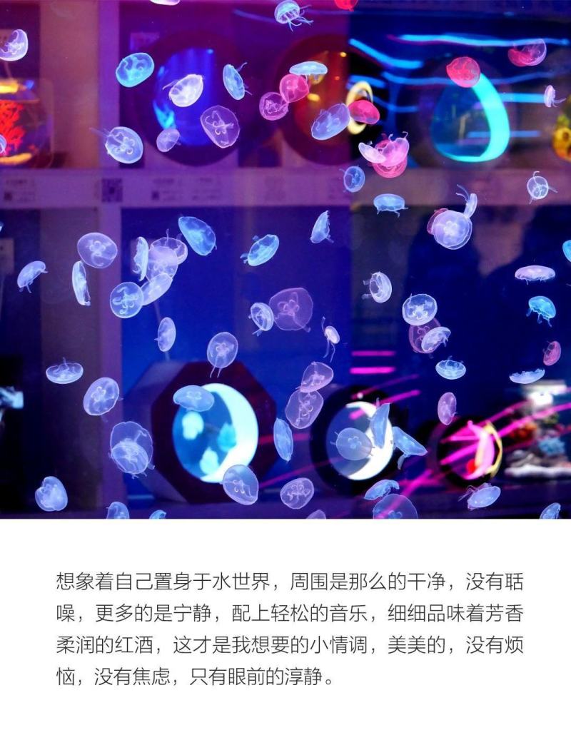 水母网红海月赤月水母批发活体观赏宠物江湖批发摆摊