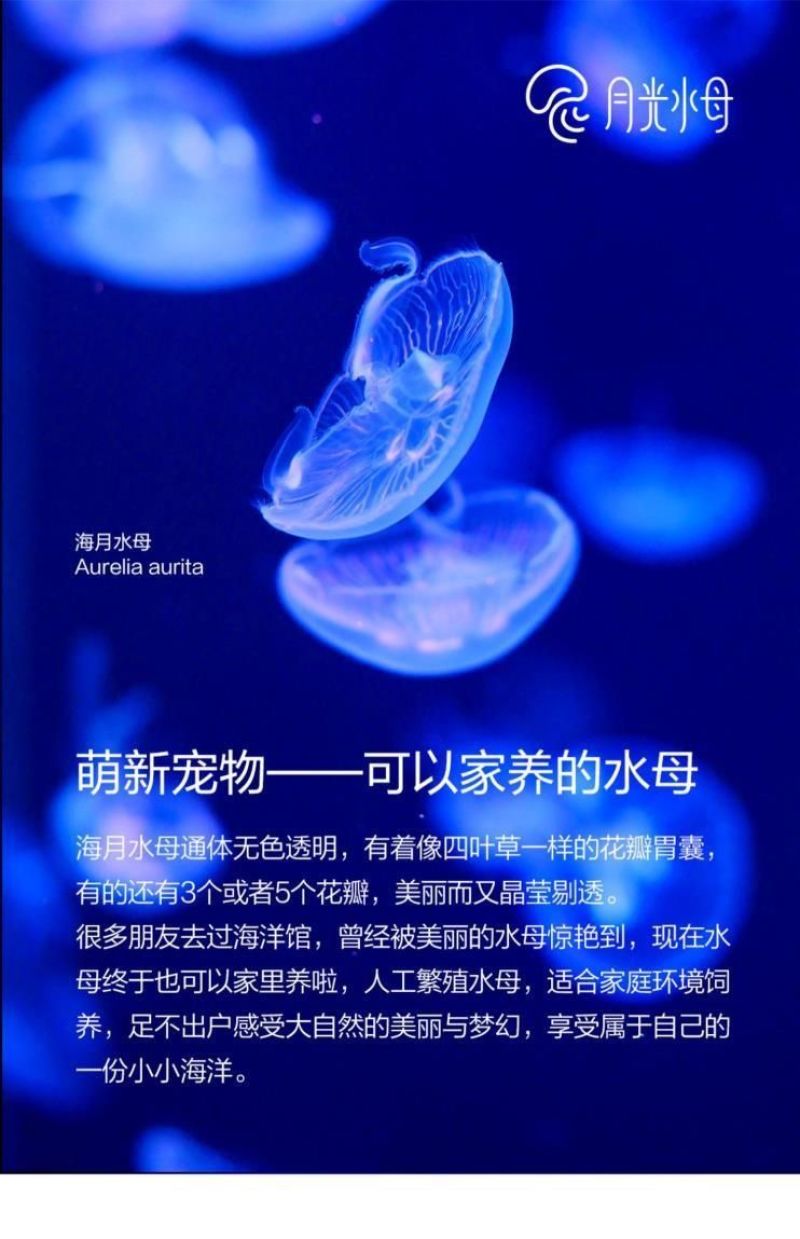 水母网红海月赤月水母批发活体观赏宠物江湖批发摆摊