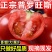 普罗旺斯西红柿一件代发落地配山东沙瓤西红柿3斤5斤彩箱