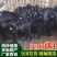 努比亚黑山羊幼崽大体型自由挑选怀孕母羊好饲养提供养殖技术