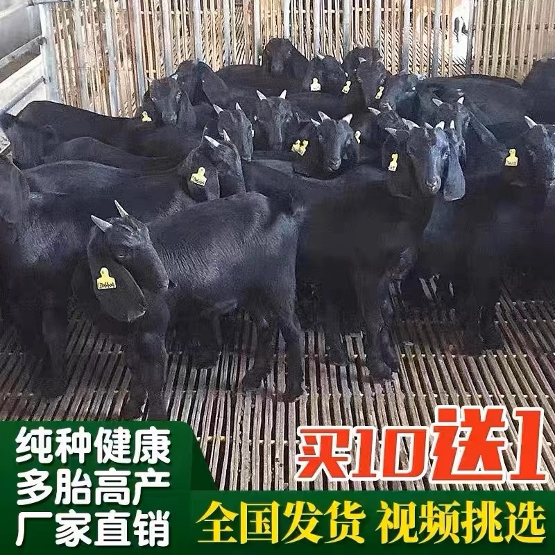 努比亚黑山羊幼崽大体型自由挑选怀孕母羊好饲养提供养殖技术