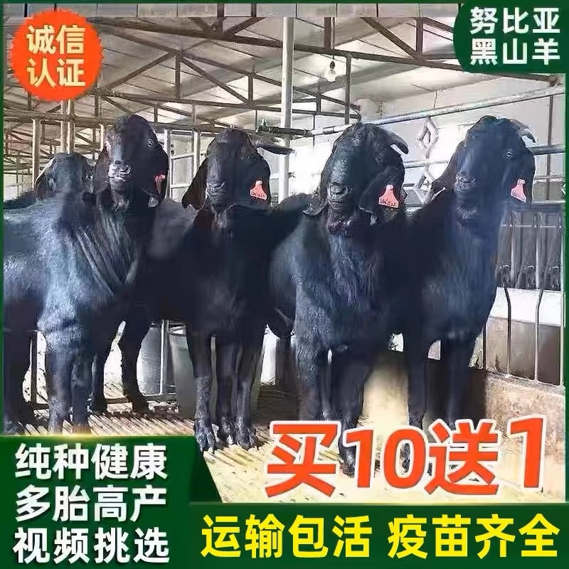努比亚黑山羊幼崽大体型自由挑选怀孕母羊好饲养提供养殖技术
