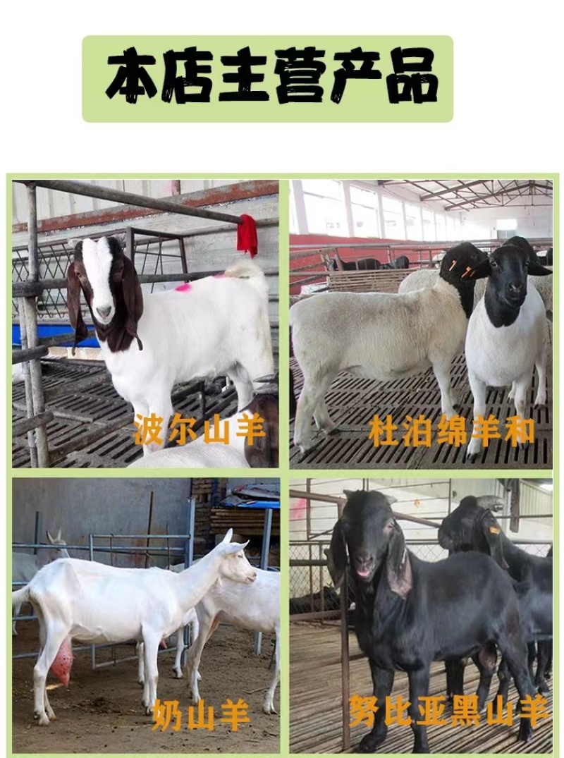 努比亚黑山羊幼崽大体型自由挑选怀孕母羊好饲养提供养殖技术