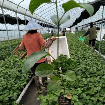 钦蜜9号百香果苗品质有保证欢迎现场视察洽谈
