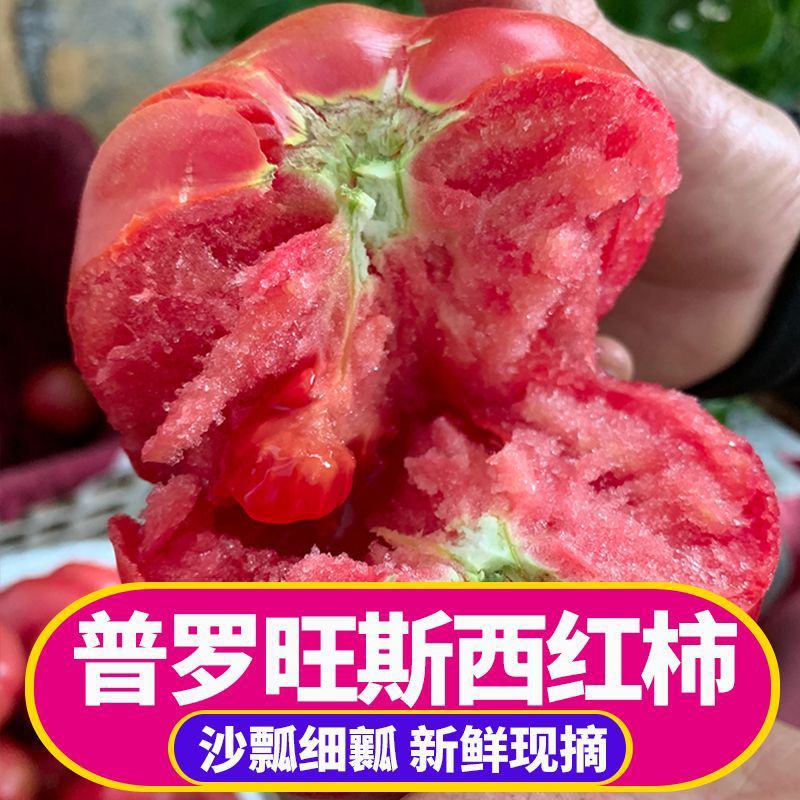 普罗旺斯西红柿一件代发落地配山东沙瓤西红柿3斤5斤彩箱