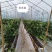 钦蜜9号百香果苗品质有保证欢迎现场视察洽谈