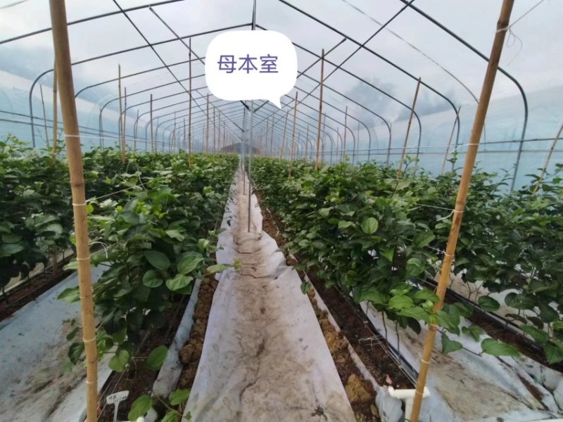 钦蜜9号百香果苗品质有保证欢迎现场视察洽谈