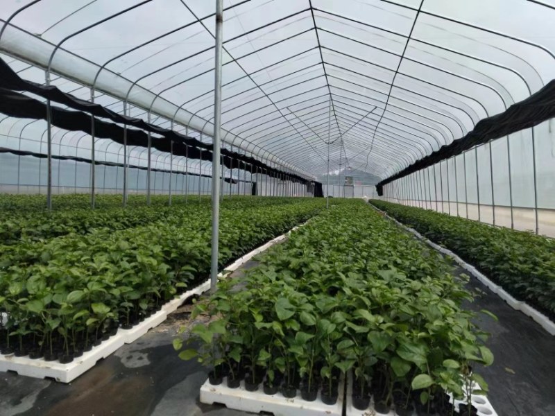 钦蜜9号百香果苗品质有保证欢迎现场视察洽谈