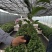 钦蜜9号百香果苗品质有保证欢迎现场视察洽谈