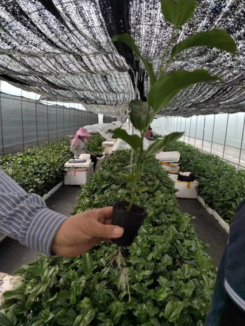 钦蜜9号百香果苗品质有保证欢迎现场视察洽谈