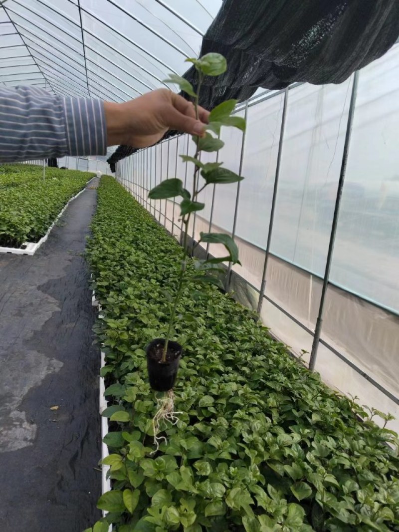 钦蜜9号百香果苗品质有保证欢迎现场视察洽谈