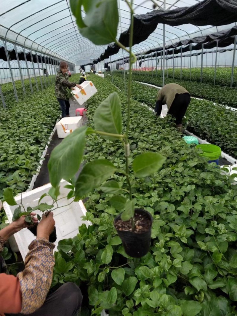 钦蜜9号百香果苗品质有保证欢迎现场视察洽谈