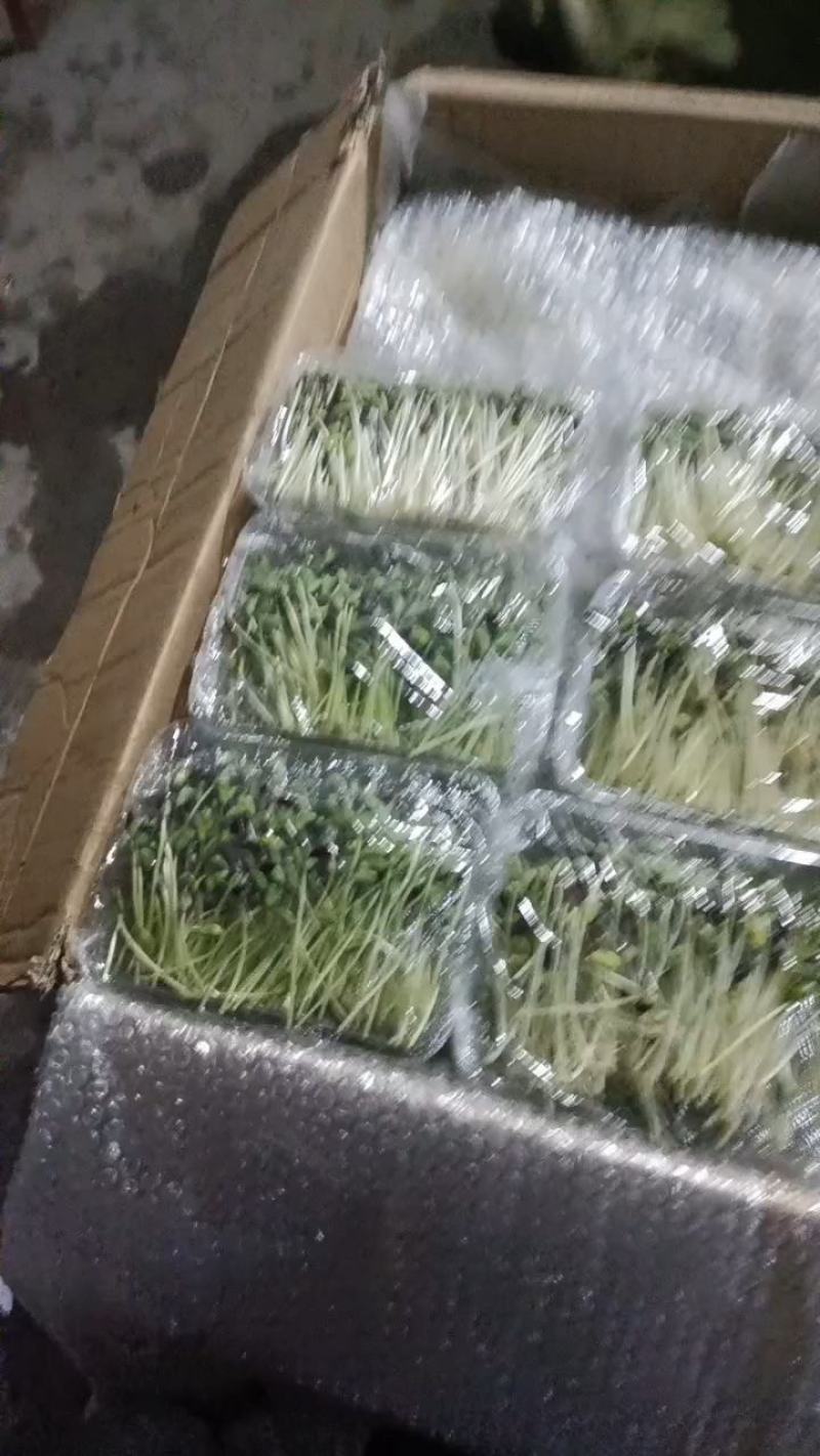 有机芽苗菜有机黑豆苗高5-10cm