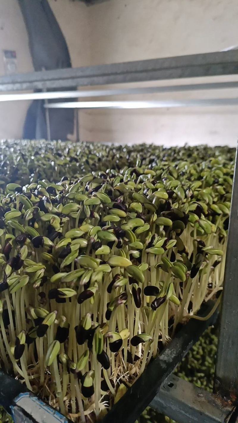 有机芽苗菜有机黑豆苗高5-10cm