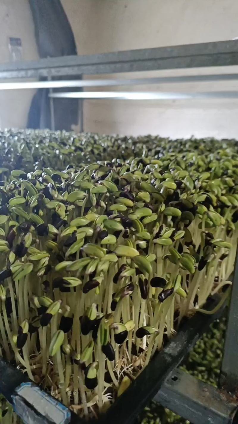 有机芽苗菜有机黑豆苗高5-10cm