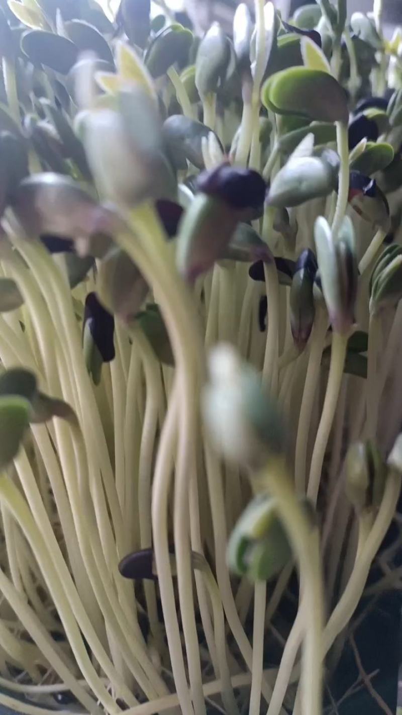 有机芽苗菜有机黑豆苗高5-10cm