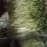 有机芽苗菜有机黑豆苗高5-10cm