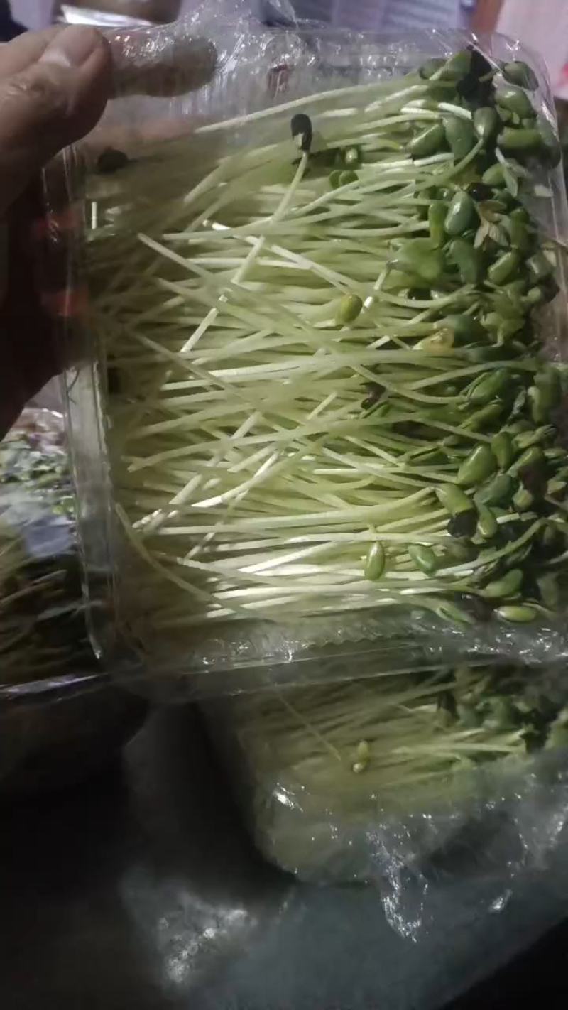 有机芽苗菜有机黑豆苗高5-10cm