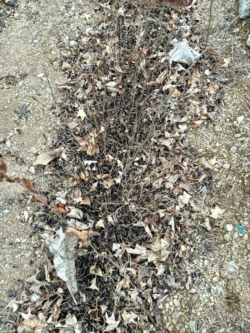 杜梨小苗10cm左右当年苗梨树砧木苗现挖现卖