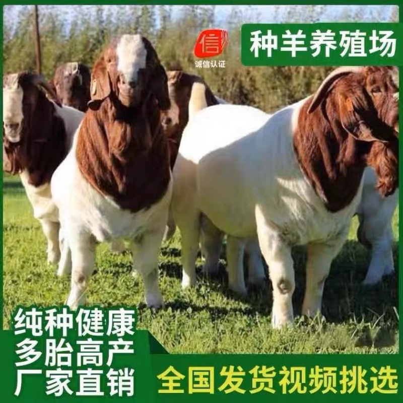 纯种波尔山羊怀孕母羊小羊羔包运输包技术好饲养波尔种公羊