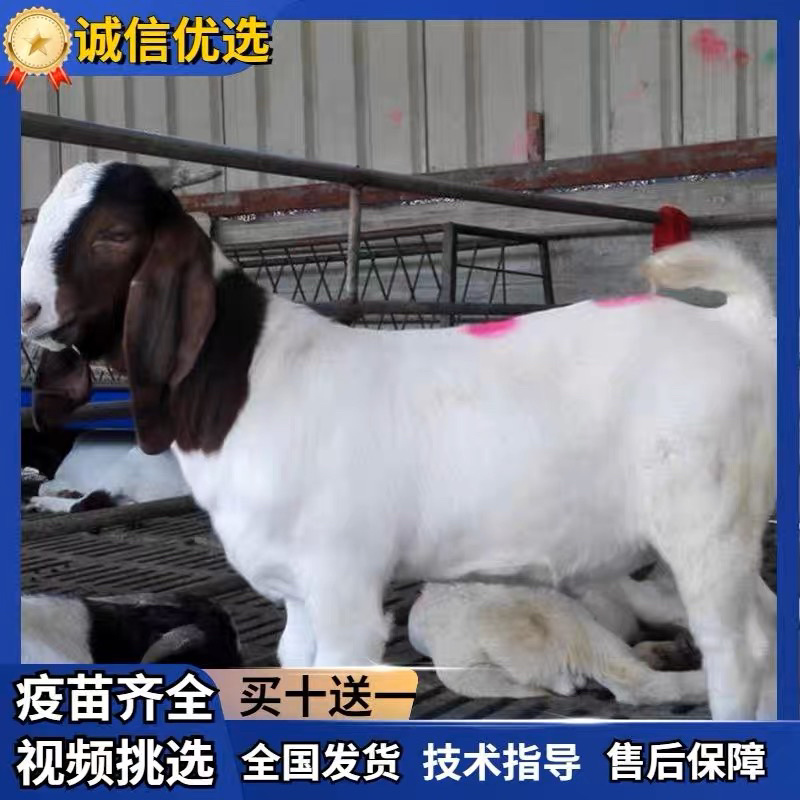 纯种波尔山羊怀孕母羊小羊羔包运输包技术好饲养波尔种公羊