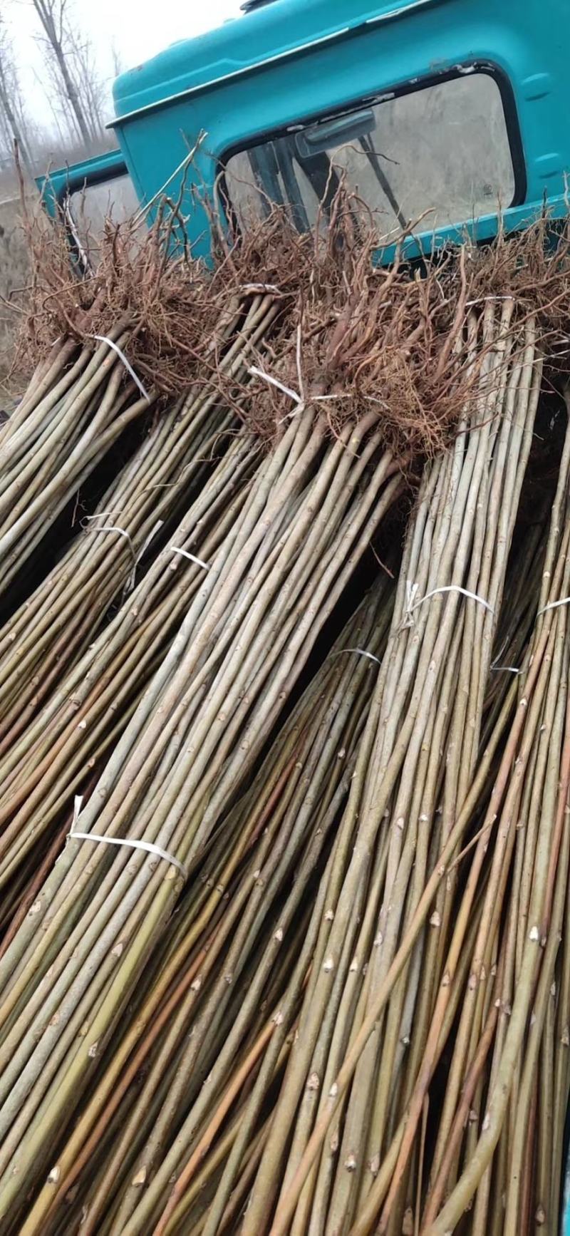 苗圃基地大量批发香椿苗红油香椿苗规格齐全量大优惠
