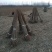 苗圃基地大量批发香椿苗红油香椿苗规格齐全量大优惠