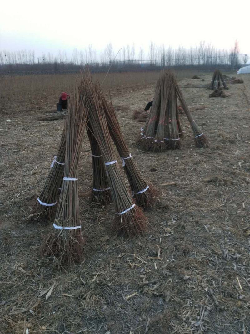 苗圃基地大量批发香椿苗红油香椿苗规格齐全量大优惠