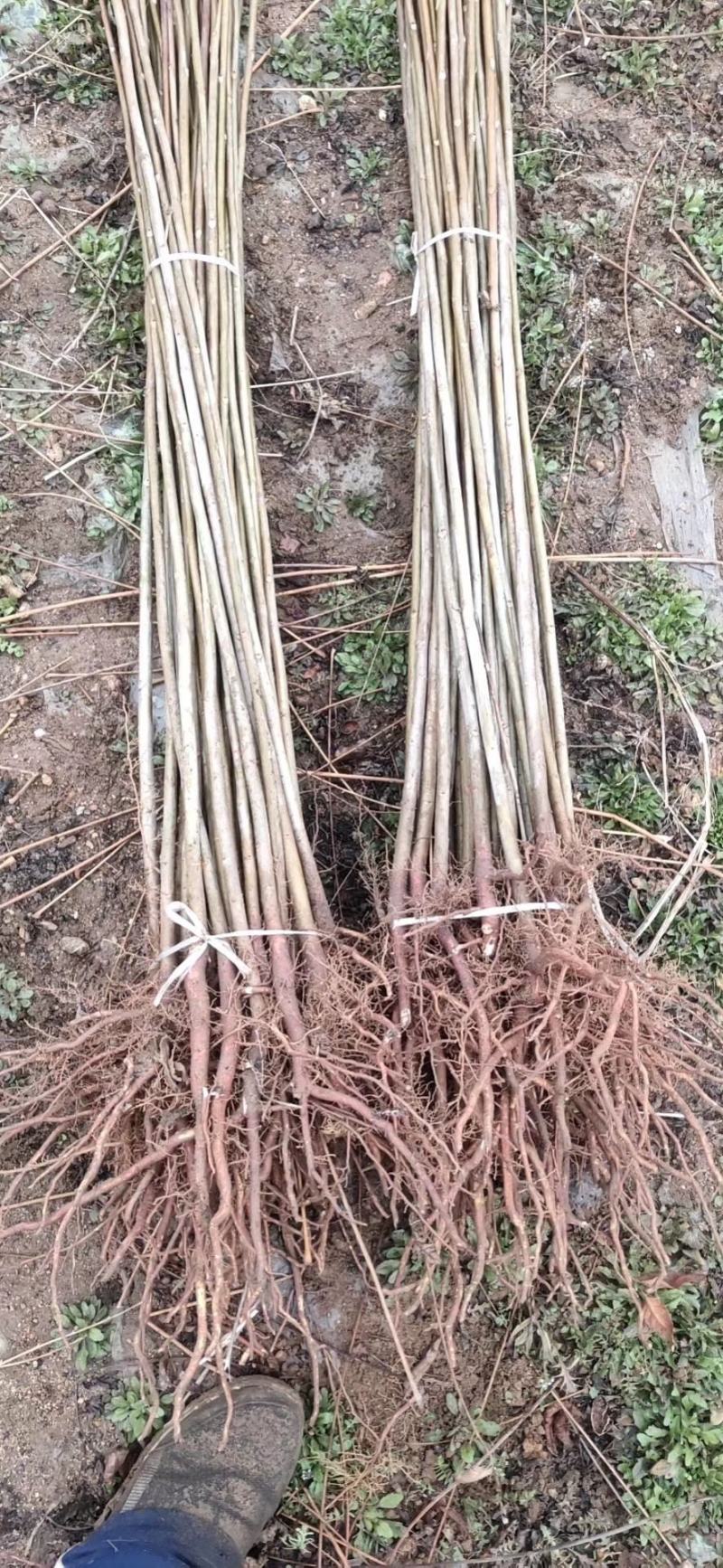 苗圃基地大量批发香椿苗红油香椿苗规格齐全量大优惠